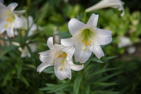 a pair of white Easter lilies in spring