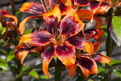Bold, fiery lily blooms in orange, red, and dark red