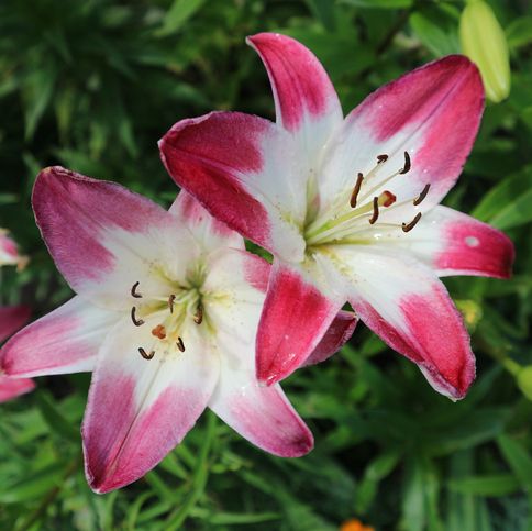 A pair of 'Lollypop' lilies with deep pink outer petals and white centers.