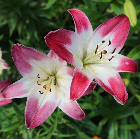 A pair of 'Lollypop' lilies with deep pink outer petals and white centers.