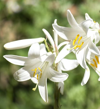 White flowers of the Madonna lily with white petals and yellow stamen