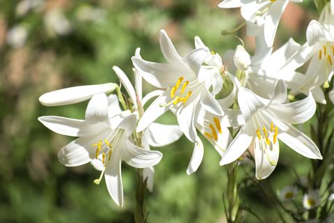 White flowers of the Madonna lily with white petals and yellow stamen