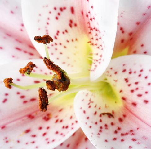 Super closeup shot of the Mona Lisa Lily with white petals with reddish-pink speckles