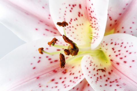 Super closeup shot of the Mona Lisa Lily with white petals with reddish-pink speckles