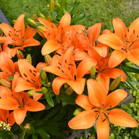 a cluster of bright orange lily flowers