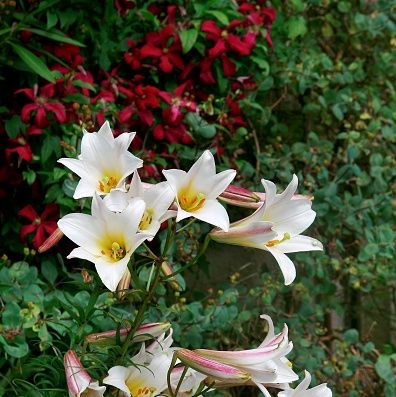 a cluster of lilies with white petals, yellow centers, and pink stripes on the outside
