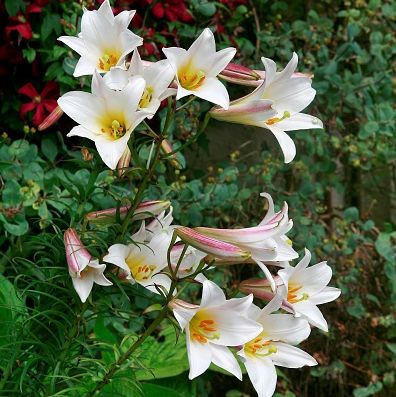 a cluster of lilies with white petals, yellow centers, and pink stripes on the outside