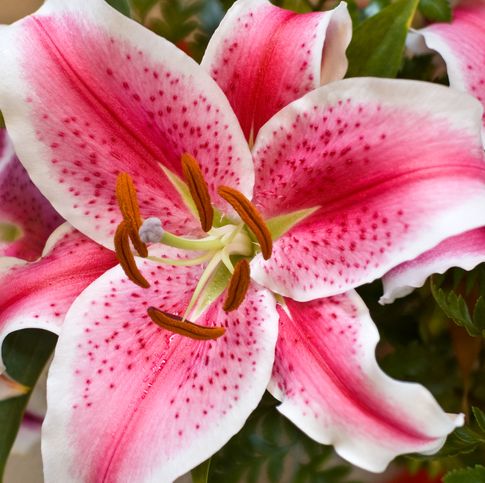 17 Types of Lilies - Favorite Perennial Flowers