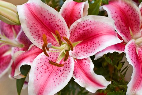 a pink stargazer lily with white outside borders on the petals and dark pink dots on the petals