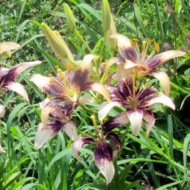 a cluster of lilies growing outside in a garden, each with deep purple centers and off-white outside edges of petals