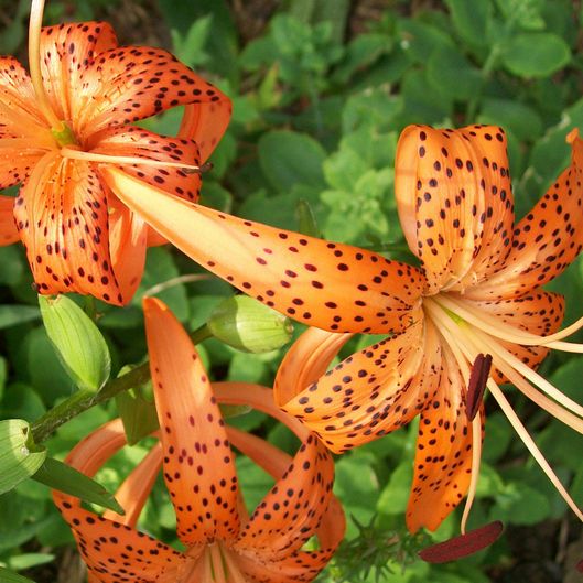 Close-Up Of deep orange Tiger Lilies with deep red spots on petals Blooming In Lawn