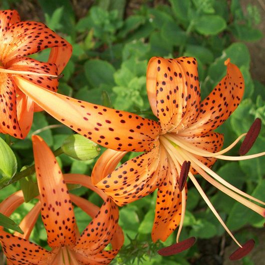 Close-Up Of deep orange Tiger Lilies with deep red spots on petals Blooming In Lawn