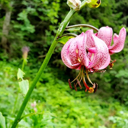 Pinkish-purplish turks cap lily with bloom facing downward growing in a lush field