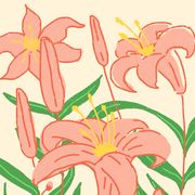 Flower, Plant, Botany, Daylily, Pedicel, Flowering plant, stargazer lily, tiger lily, Graphics, Clip art, 