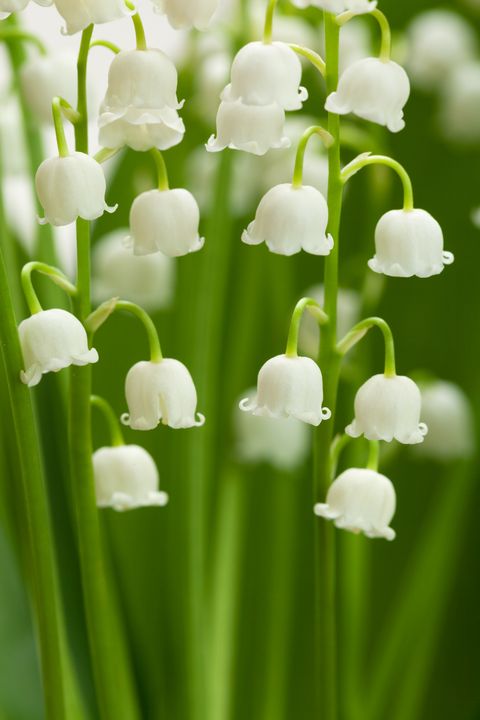 lily of the valley poisonous plants