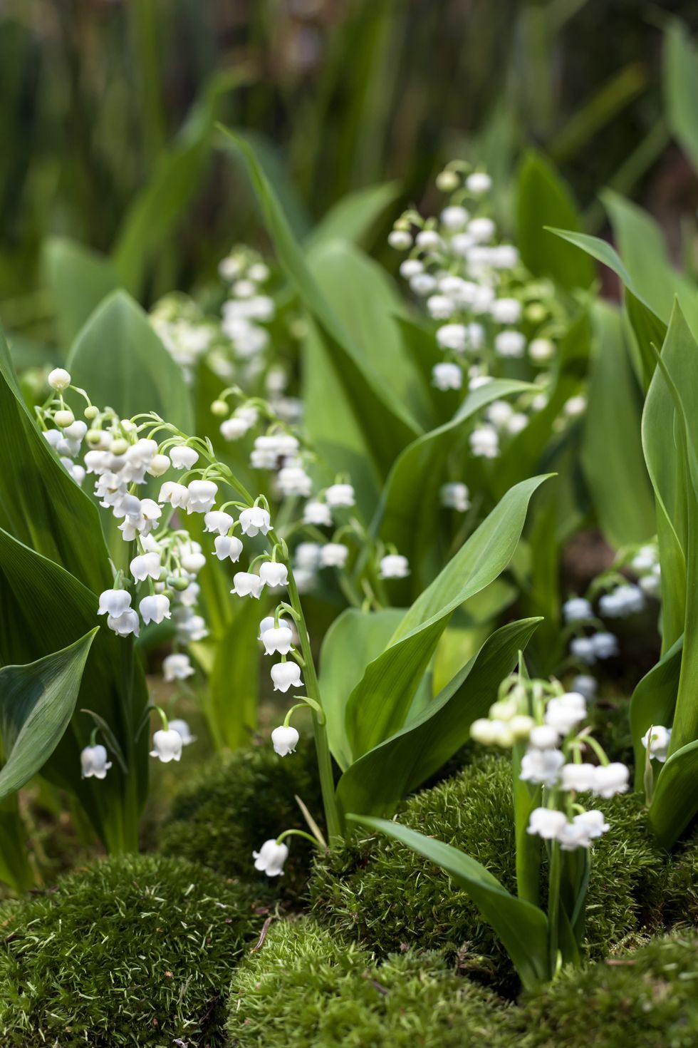 lily of the valley spring flowers
