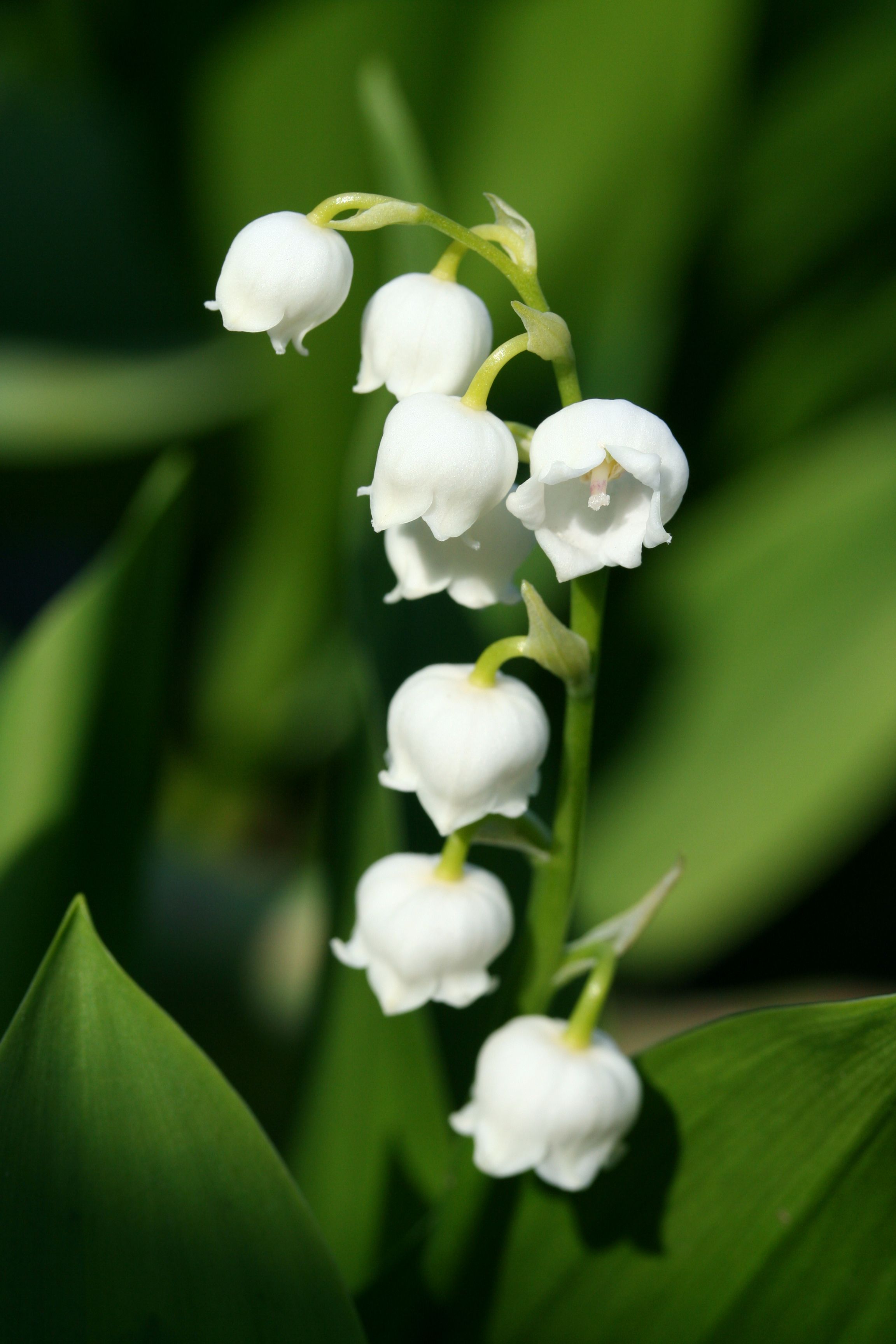 Lily of valley is flower for May 