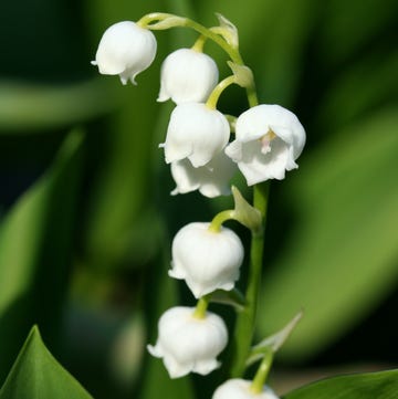 lily of the valley