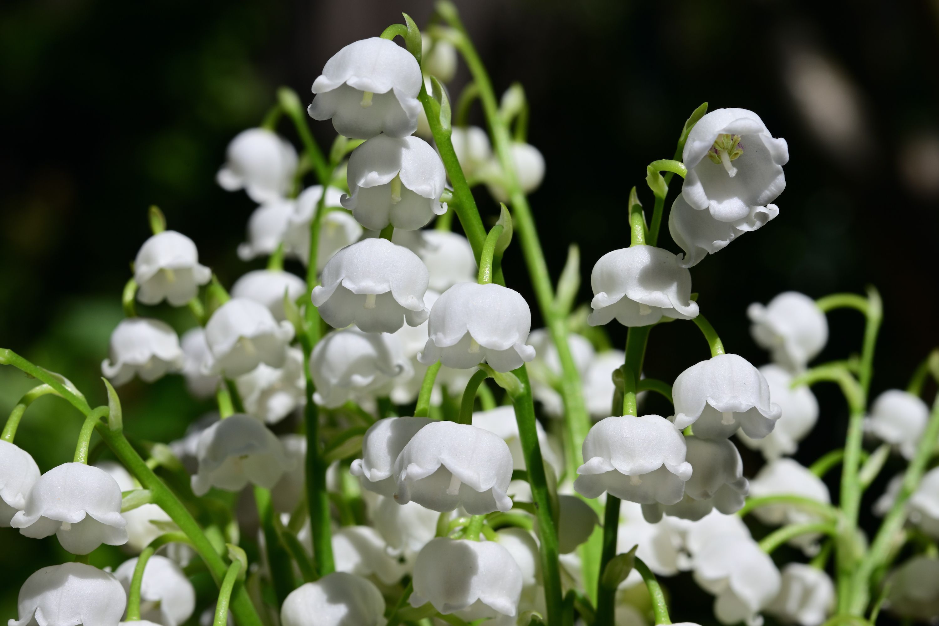 Lily Of The Valley Division - How To Divide A Lily Of The Valley