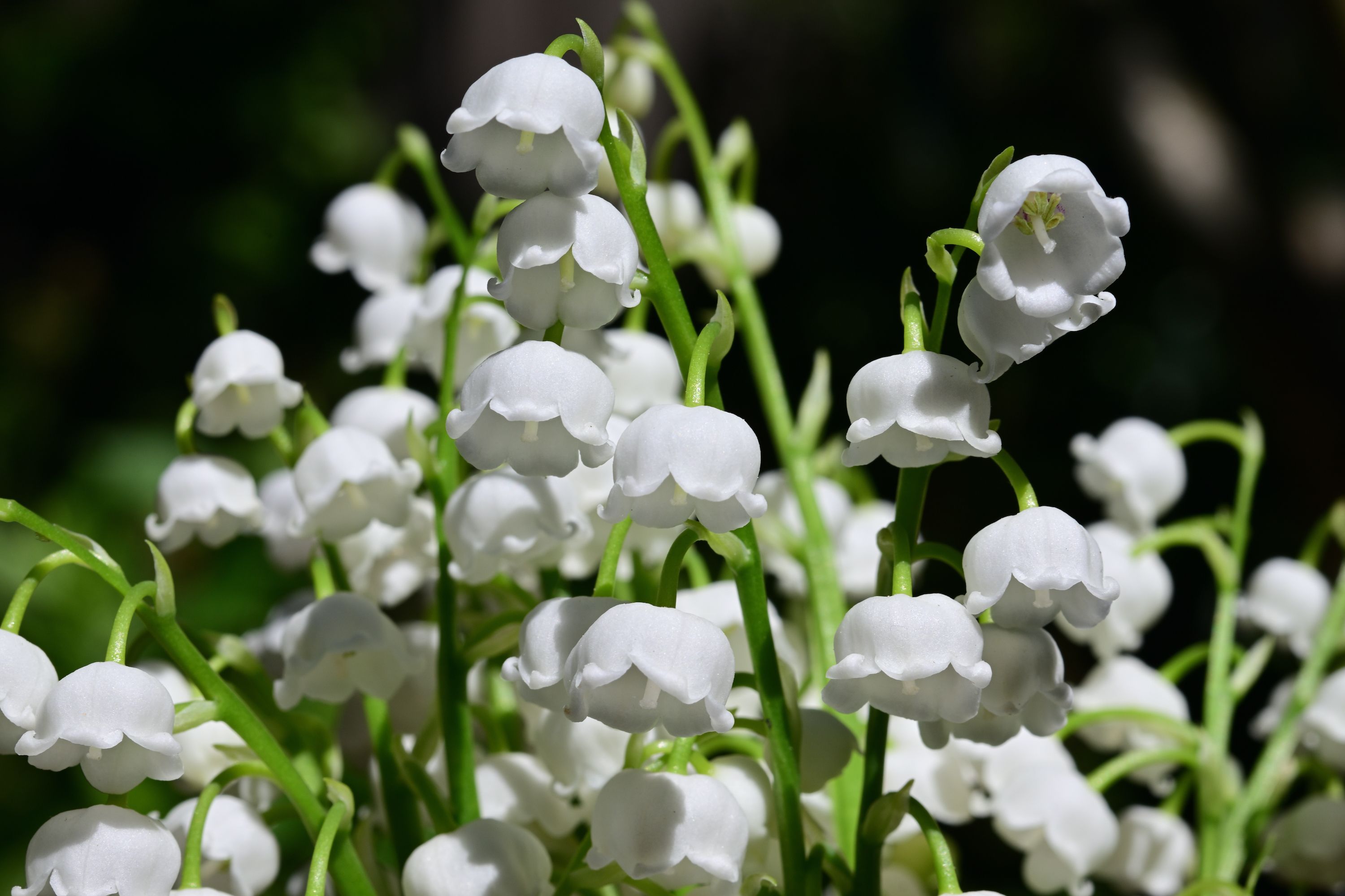 How to Grow Convallaria. Growing Lily of The Valley Flowers.