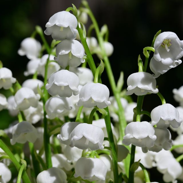 Lily of the Valley: How to Plant, Grow, and Care for Lily of the Valley  Flowers