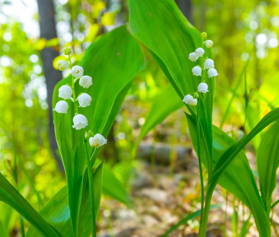 Legends and Facts About the Lily of the Valley - World of Flowering Plants