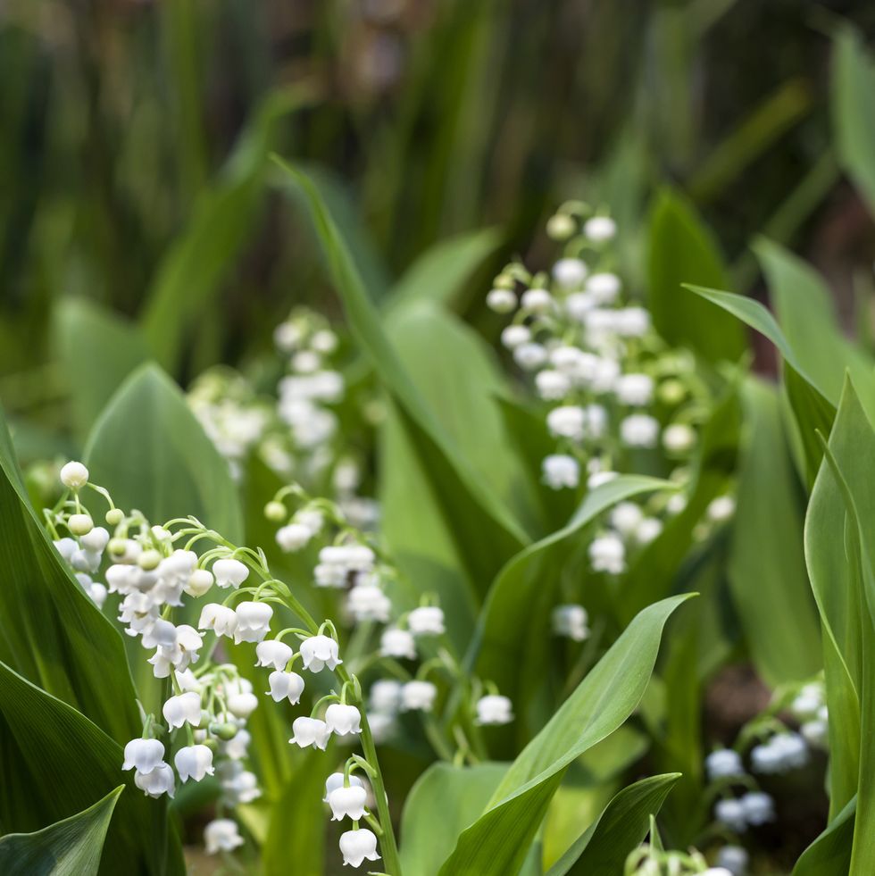 lily of the valley ground cover plant