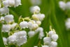 Toxicology Answer: the Lovely Lily of the Valley - ACEP Now