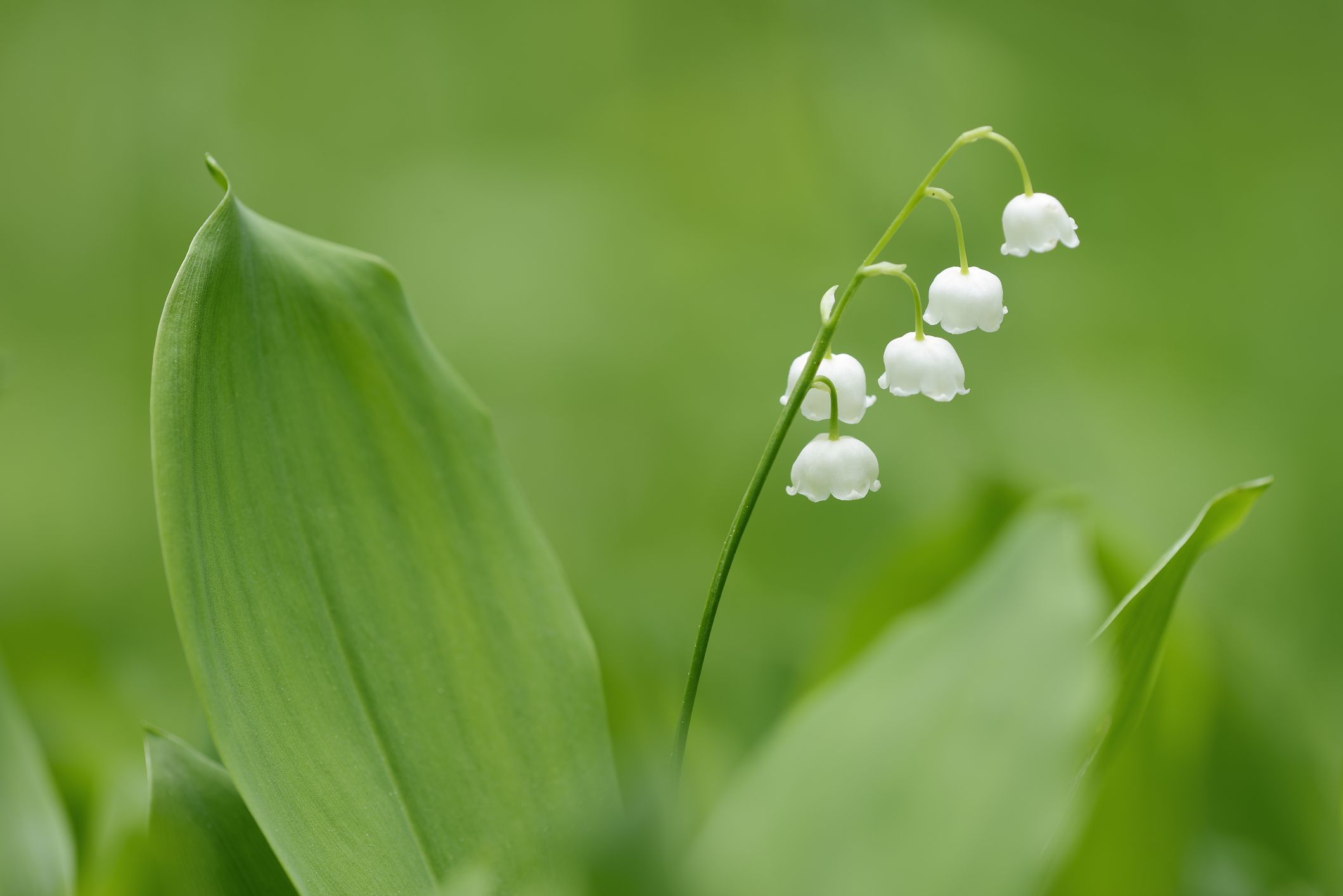 Lily of the Valley Meaning, Symbolism and Connection to the Queen