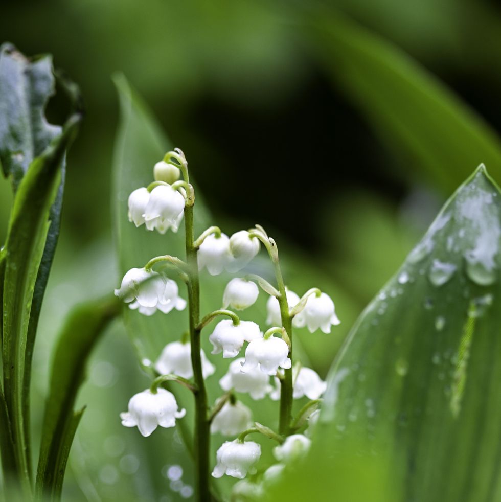 Lily of the Valley - how to grow/convallaria majalis/toxic/invasive plant 