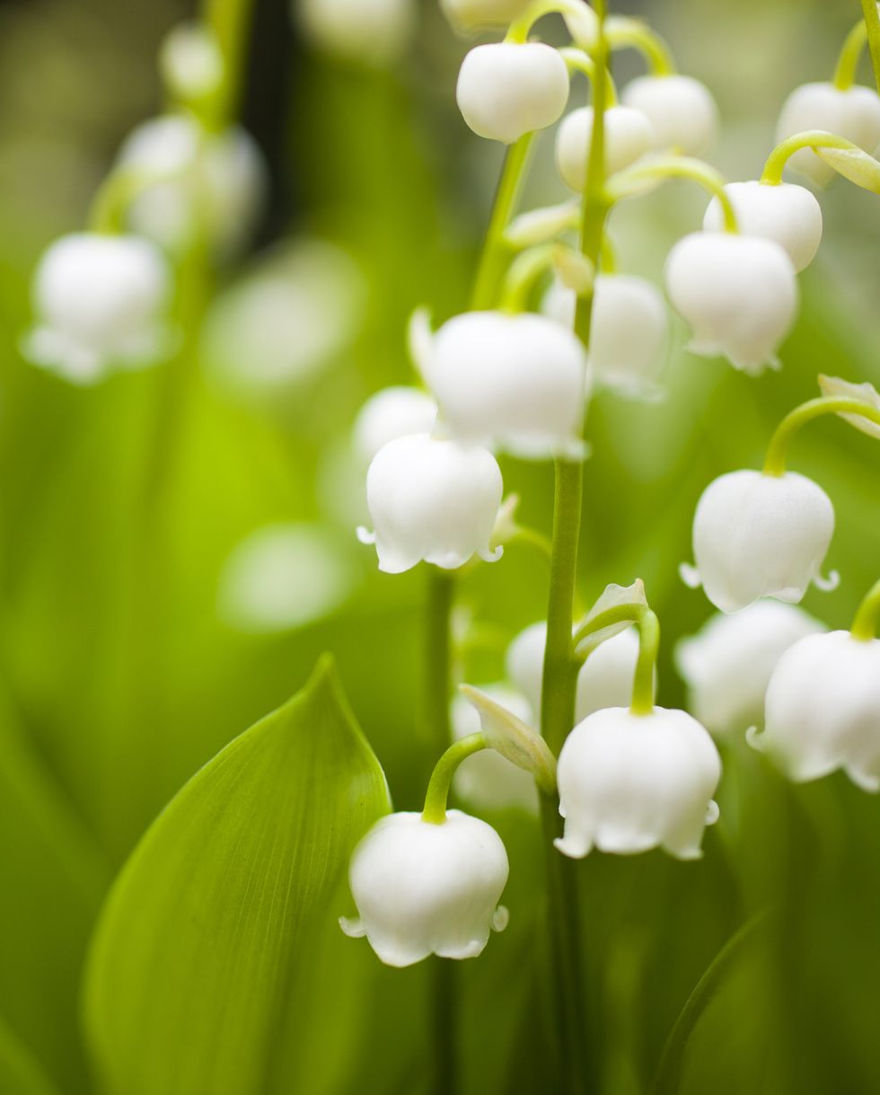 plants harmful to dogs lily of the valley