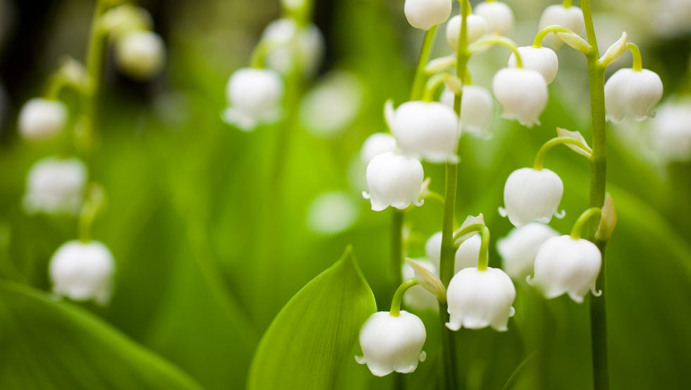 Lily of the valley lily of the valley