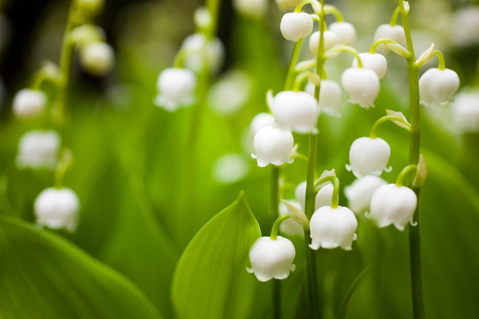 best shade perennials lily of the valley