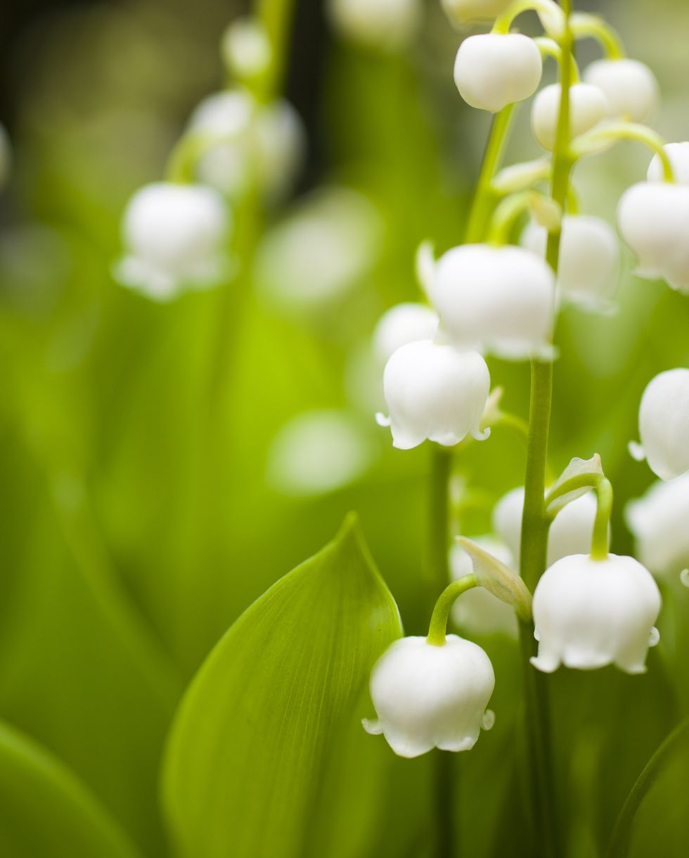 lily of the valley ground cover flowers