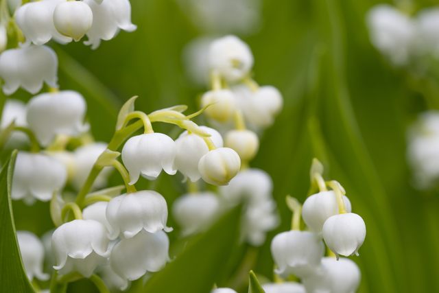 9 Poisonous Plants That Could Be In Your Garden