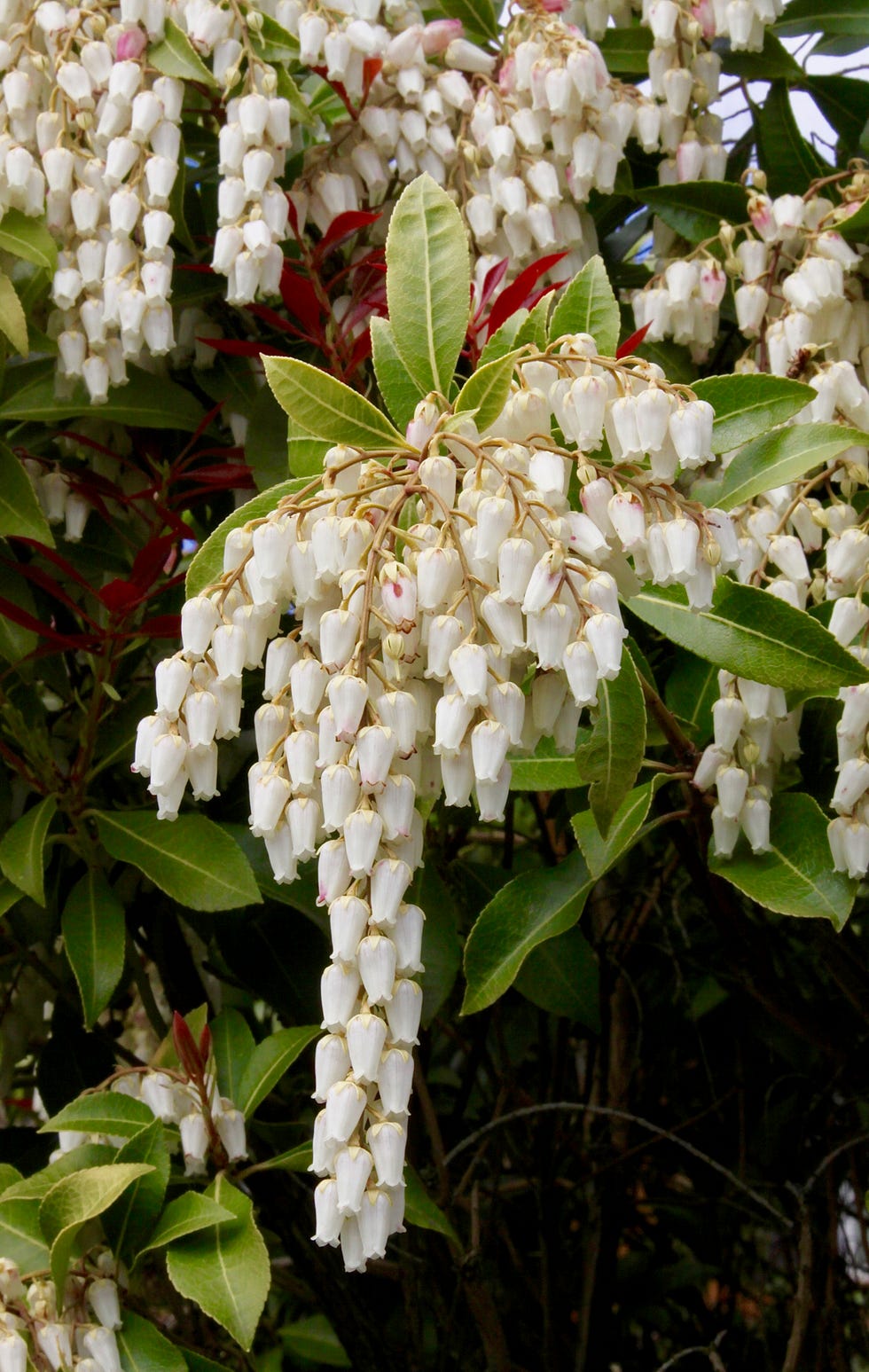 best white flowers lily of the valley shrub