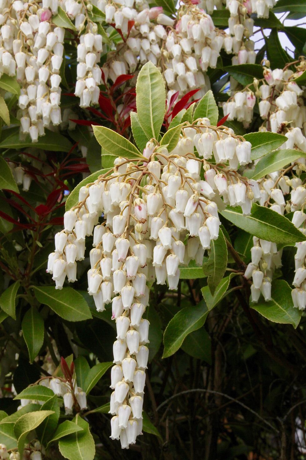 Lily-Of-The-Valley Shrub