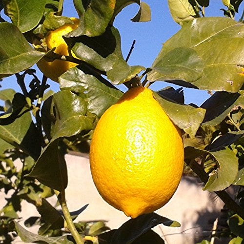 Árbol limonero