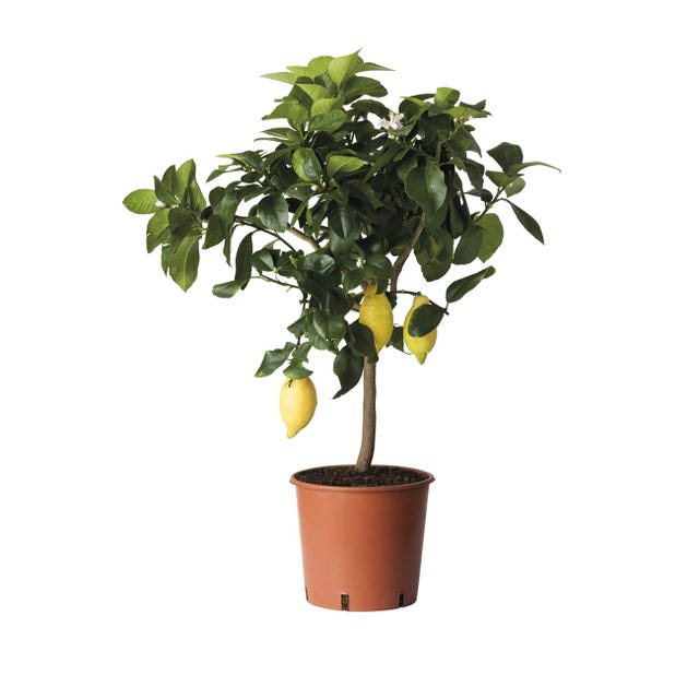 Limonero en maceta