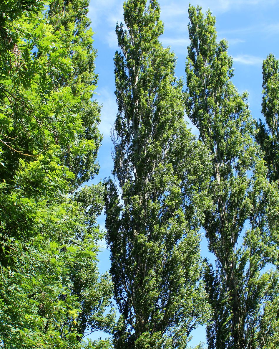 line of tall lombardy poplar trees populus nigra 'italica'
