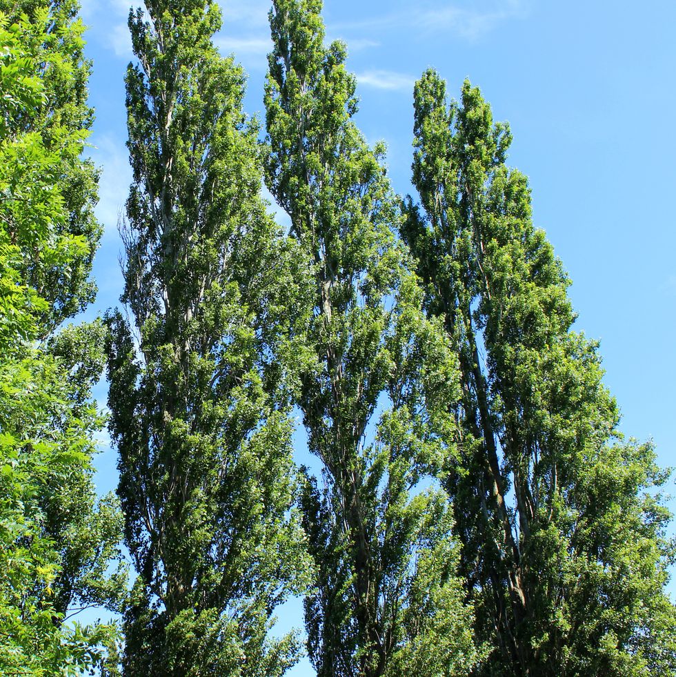 Line of tall Lombardy poplar trees (Latin: Populus nigra 'Italica')