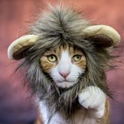 lion cat costume for halloween