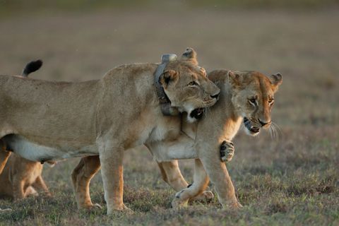 Een volwassen vrouwtjesleeuw speelt met een van haar vier jongen Het aantal leeuwen in Gorongosa neemt toe dankzij het de gunstige hoeveelheid prooidieren die nog steeds toeneemt