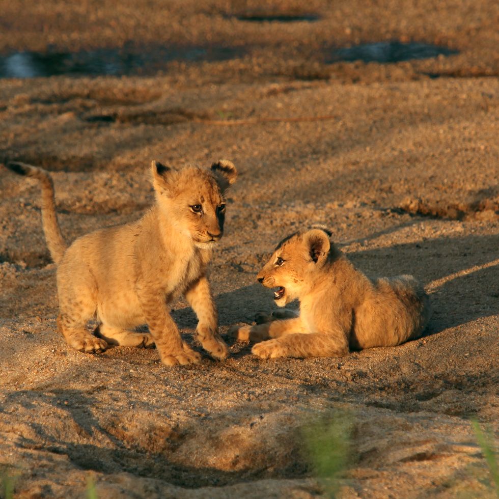 lion cubs