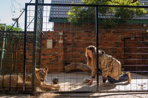 Jessica Burkhart een neurologe die promotieonderzoek doet aan de Amerikaanse University of Minnesota is verantwoordelijk voor de behandeling van twee welpen die door de Pienika Farm in ZuidAfrika werden ingeleverd tijdens een controle in het kader van dierenwelzijn De welpen waren nauwelijks in staat te lopen toen ze in de veterinaire kliniek aankwamen Burkhart vertelt dat ze op handen en knien kruipt als ze in hun buurt is om de welpen niet te laten schrikken