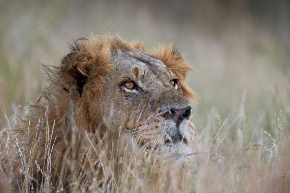 De meest verantwoorde manier om grote katachtigen in het wild te bewonderen is tijdens een safari