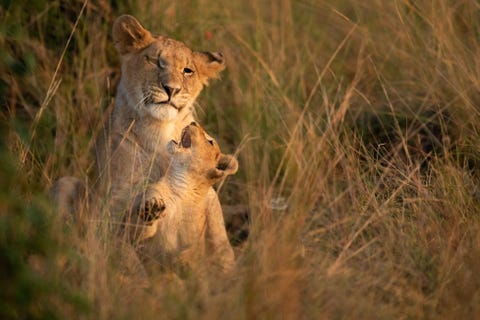Jonge leeuwen stoeien met elkaar in het Masai Mara Nationaal Reservaat in Kenia een ongerept stuk savanne waar ook talloze cheetas olifanten zebras nijlpaarden struisvogels en migrerende wildebeesten leven Dit welpje speelde dolgraag met een jong familielid zegt fotograaf Tom Thomson Leden van de lokale Masaistam helpen mee om het wild tegen stropers te beschermen