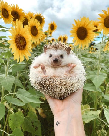 lionel - animals to follow on instagram