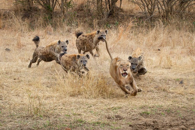 een leeuw rent weg voor een troep gevlekte hyena's in zuid afrika