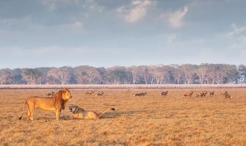 In Gorongosa komen inmiddels leeuwen en Afrikaanse wilde honden voor